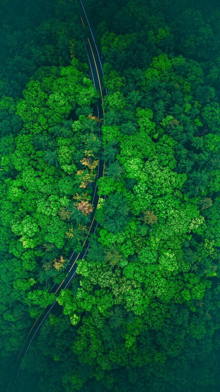 Aerial view of lush green forest with road